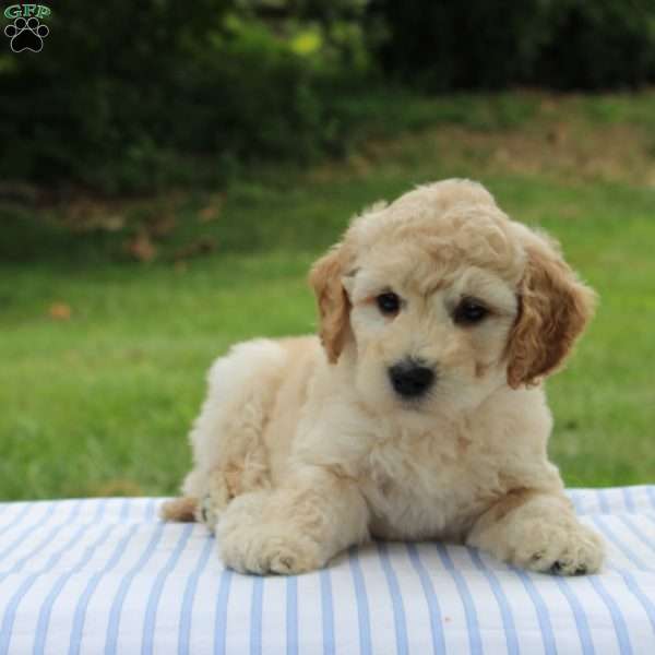 Christopher, Mini Goldendoodle Puppy